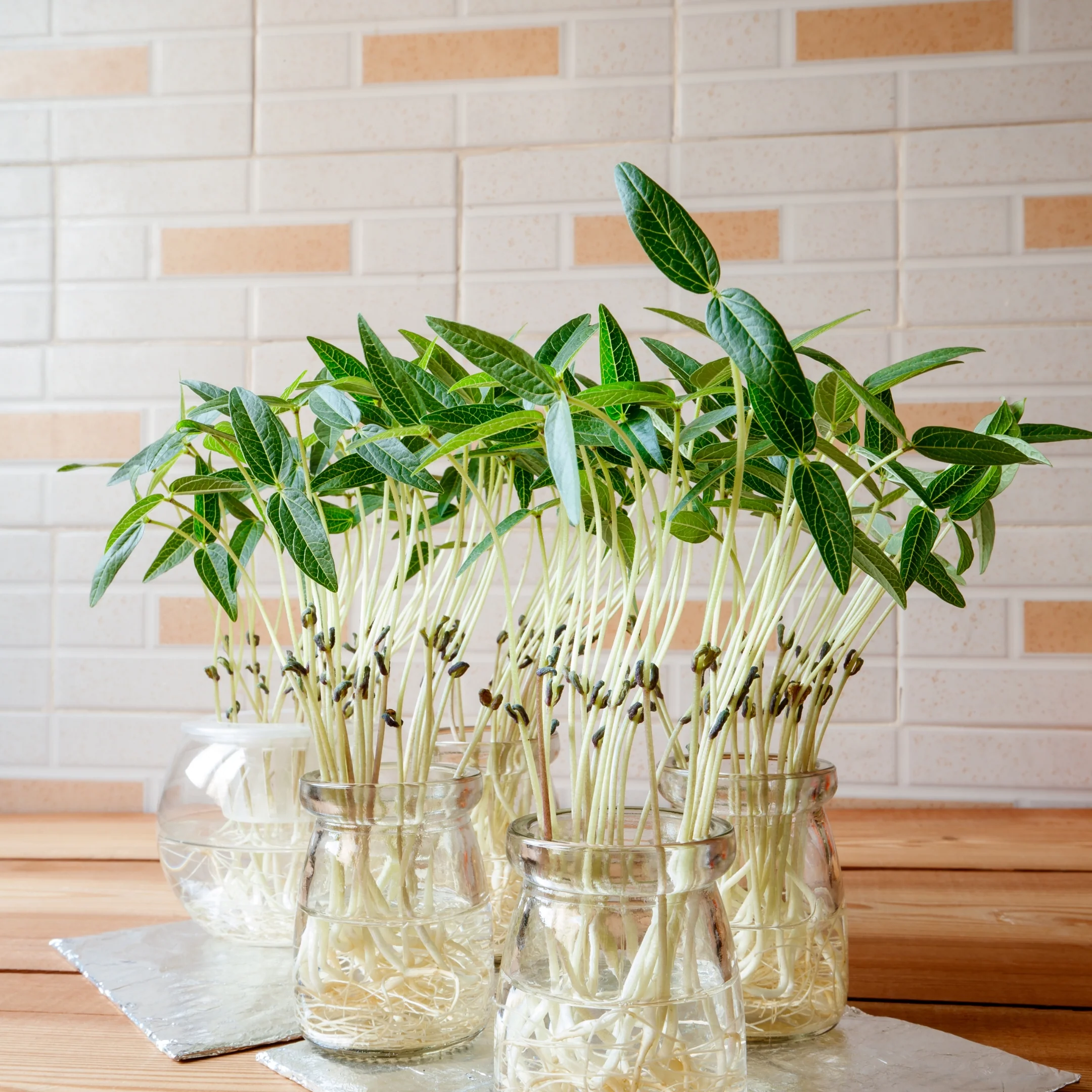 Plant Stem Cells: The Secret Ingredient Powering the Future of Cosmetics