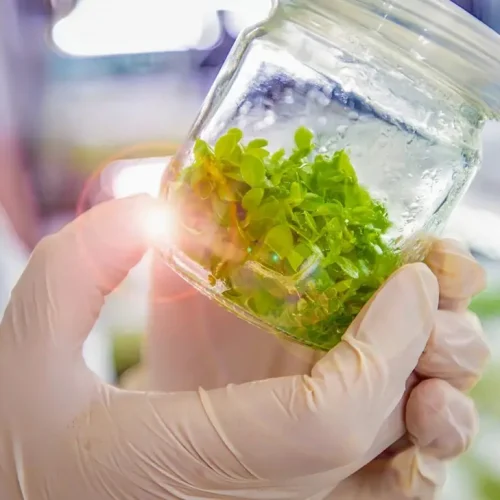 Plant Stem Cells: The Secret Ingredient Powering the Future of Cosmetics