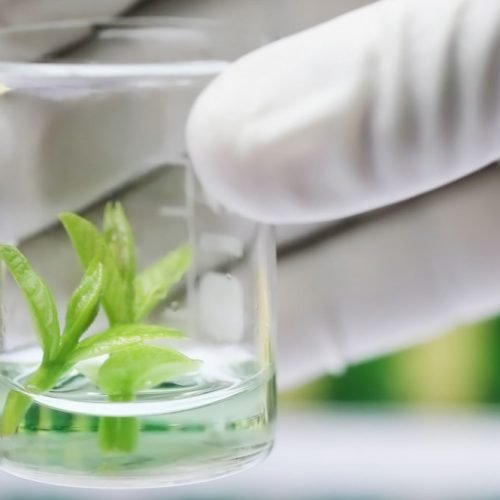 Plant Stem Cells: The Secret Ingredient Powering the Future of Cosmetics